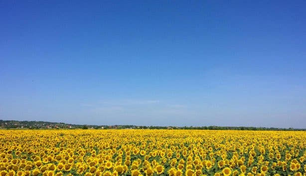 Sunflower Festival 2025