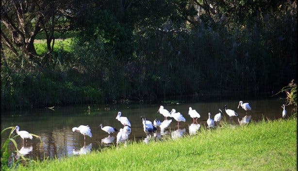 Monthly Liesbeek Clean Up - 1