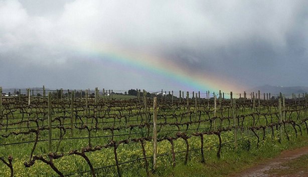 Movies in the Vines - 2