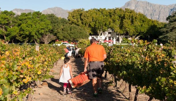 Nederburg harvest festival