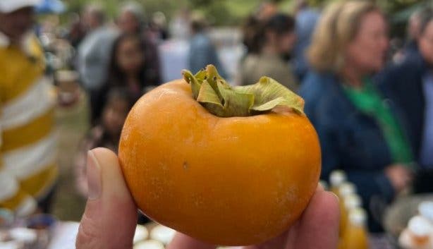 Small Town Farmers Market