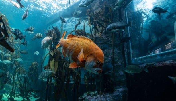 two oceans aquarium orange fish