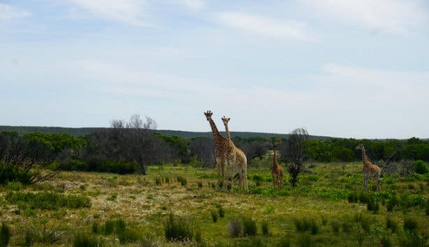 West Coast Safaris 2025