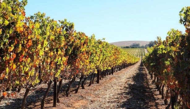 Cape Winelands vineyards