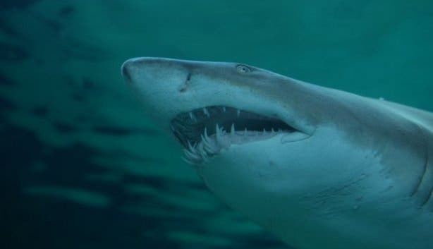 two oceans aquarium shark