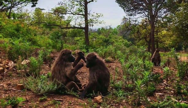 Tokai Arboretum - @kurtshaunphillips