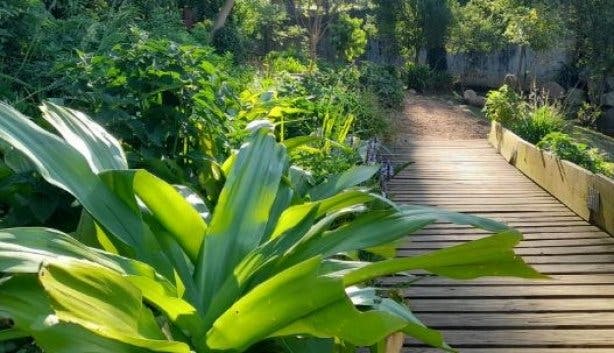 Upper-Liesbeek-River-Garden 