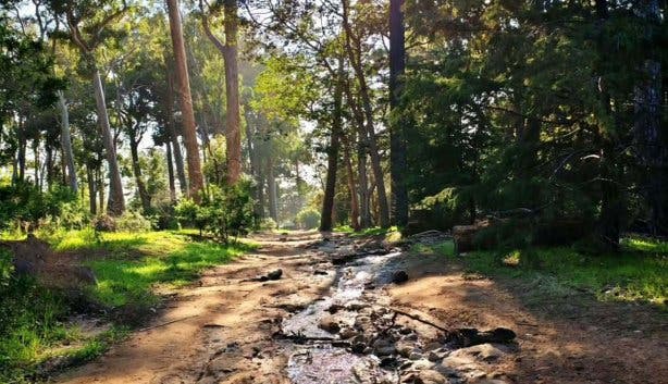 Tokai Arboretum - @kurtshaunphillips