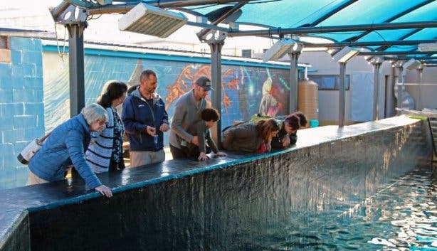 Two Oceans Aquarium behind the scenes tour