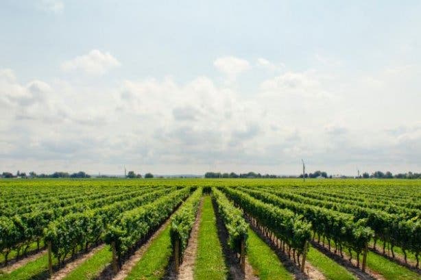 Pinotage