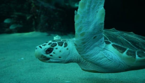 Two Oceans Aquarium turtles