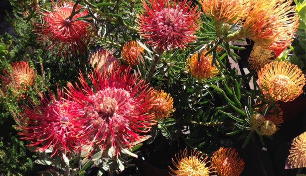 Botanischer Garten Stellenbosch a