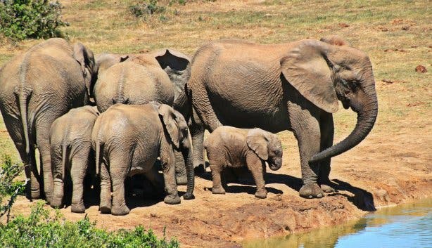 Addo Elephant Park