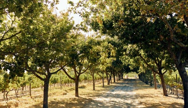 Sunflower Festival 2025