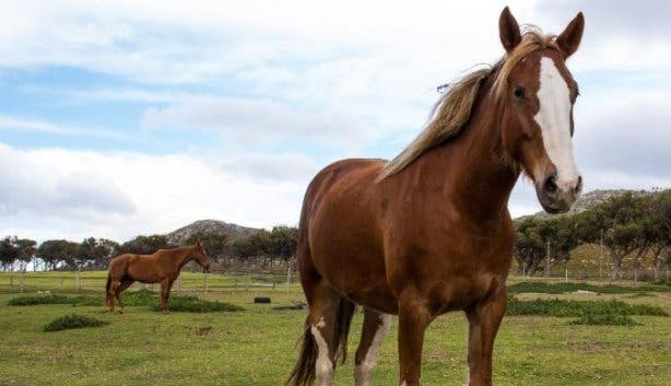 Horse party