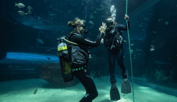 VALENTINES SHARK CAGE