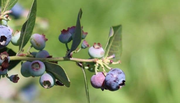 Blueberry Bar