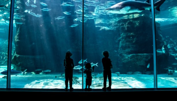 2 Oceans Aquarium 6