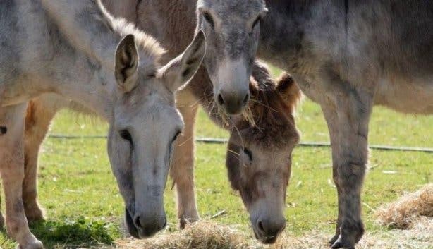 Donkey Sanctuary