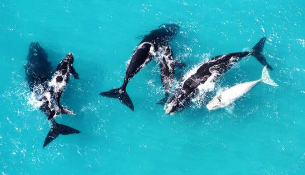 Whale Beerfest Hermanus