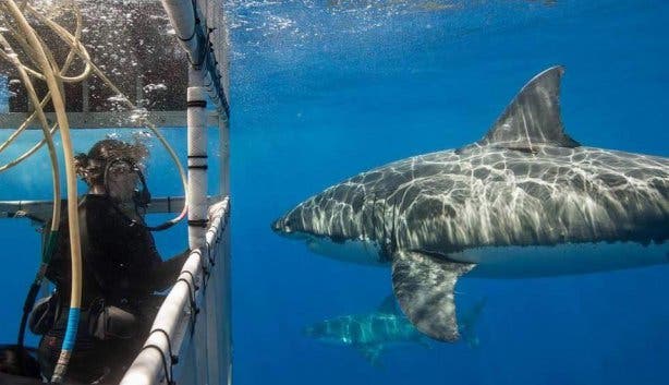 Meet the Great White Sharks 