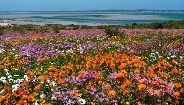 Wild flowers Langebaan coast