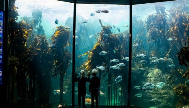 Two Oceans Aquarium 2024