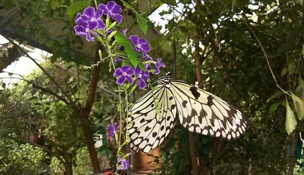 butterfly world zoo