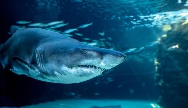 Two Ocean's Aquarium 