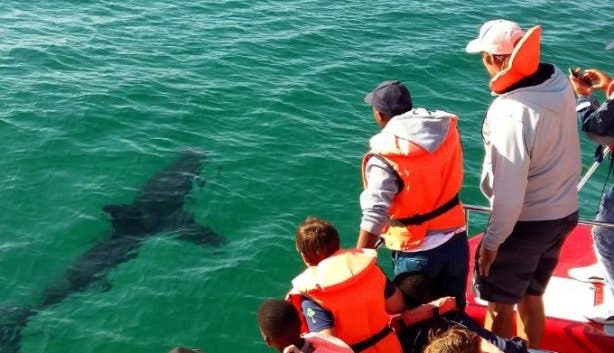 Plett Ocean festival 2025
