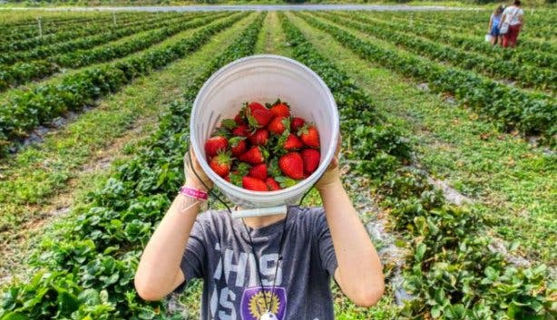 Redberry Farm 5