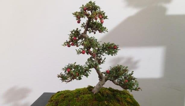 bonsai_plant5