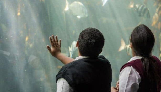 Two Oceans Aquarium school tours