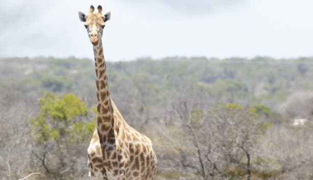 West Coast Safaris 2025