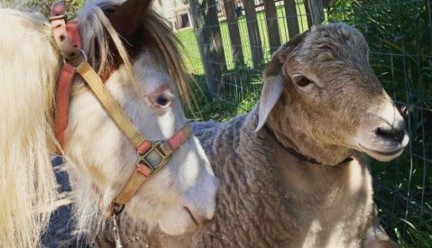 Riding_Centre_Hout_Bay_Cape_Town_ animals