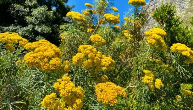Harold Porter Botanical Gardens