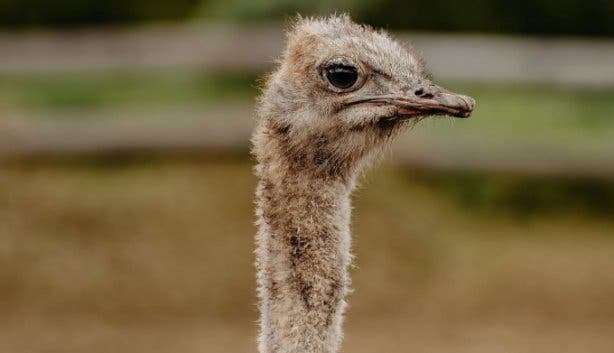 Free OV Cape Point Ostrich Ranch - @shosholoza.tours