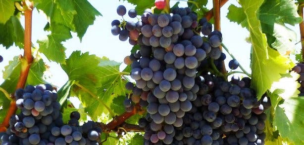 Pinotage Grapes