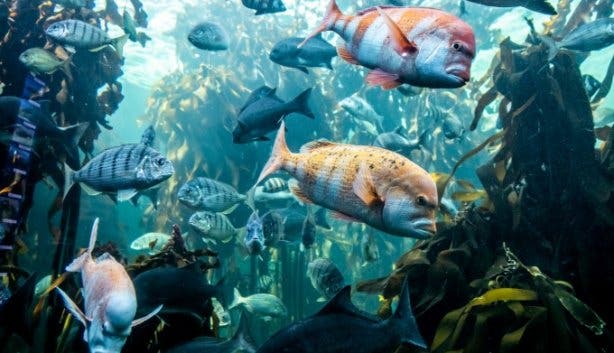 Two-oceans-aquarium