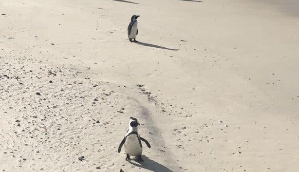 Boulders Beach