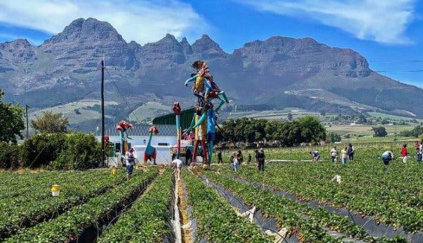 Mooiberge Strawberry Farm