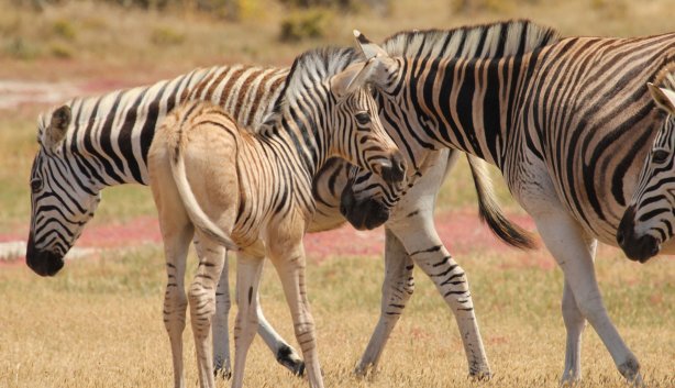 West Coast Safaris recurring event 2025