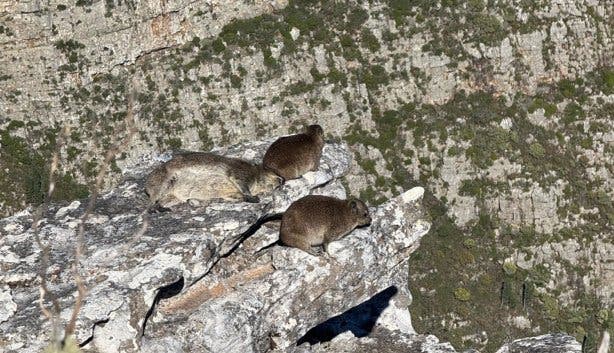 Table Mountain 2025 photoshop