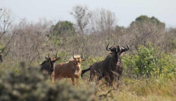 West Coast Safaris 2025