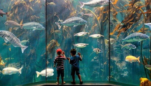 Two Oceans Aquarium Birthday Free2