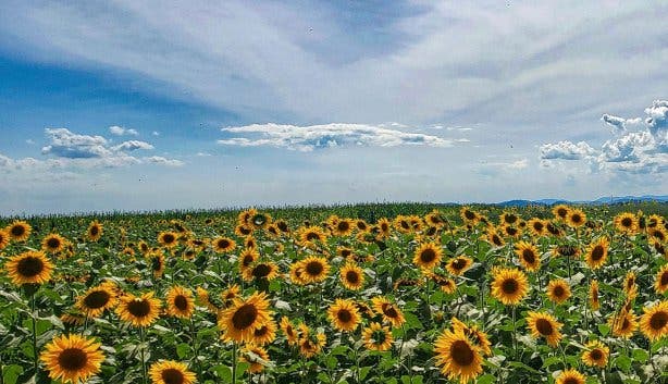 Sunflower Festival 2025