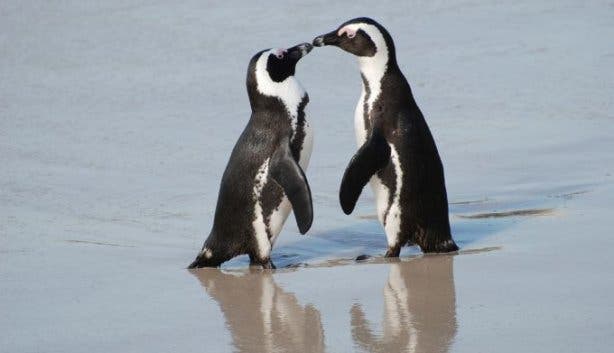 penguins_boulders_pic_paul_mannix_flickr