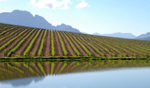 Stellenbosch Wine Festival 23 - 25 Feb 2018 - 3