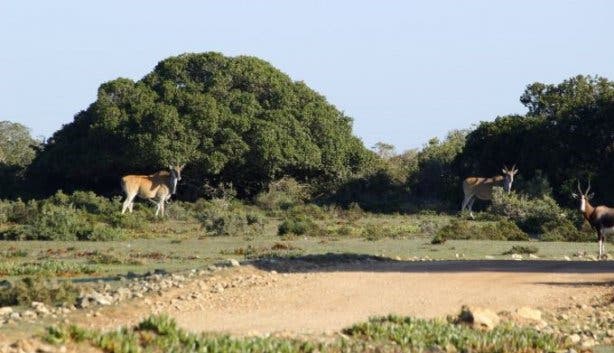 De Hoop MTB