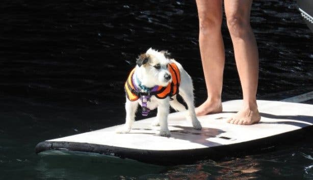 Paddle_For_Paw